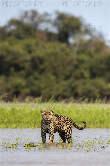 Parana jaguar