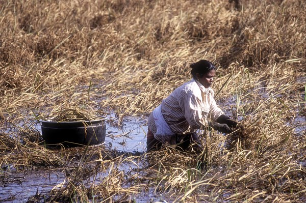 A woman harvesting rice or paddy in knee deep water due to heavy rain in Kuttanad