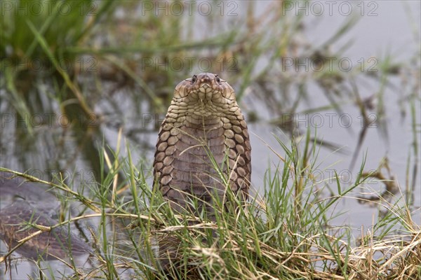 Mozambique Spitting Cobra
