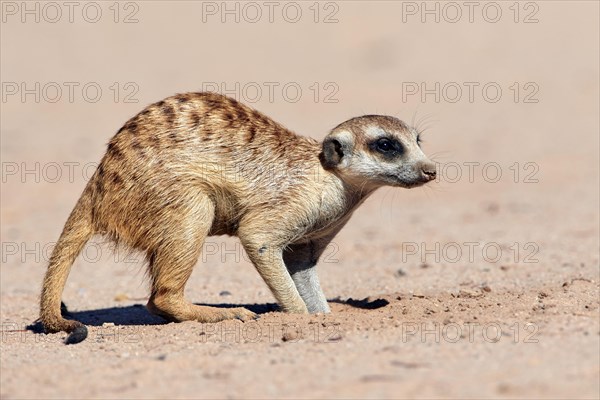 Meerkat