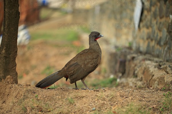 Rufous-vented chachalaca