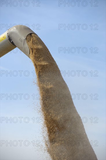 Wheat