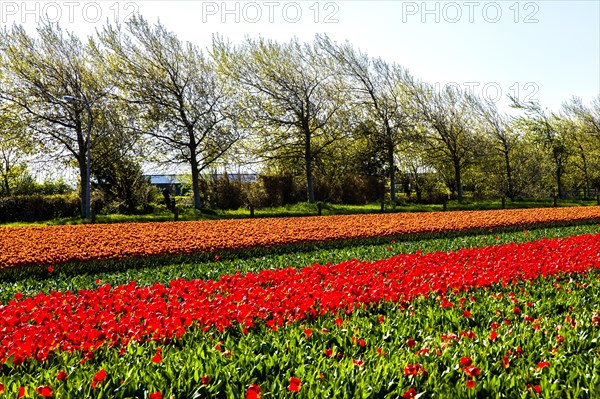 Flowering tulip fields