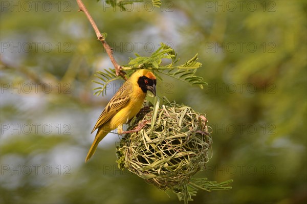 Southern masked weaver