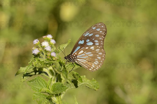 African Blue Tiger