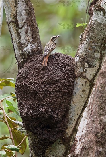 Streak Flycatcher