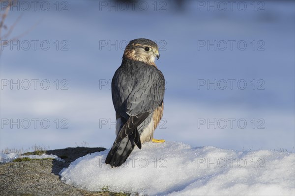 Merlin