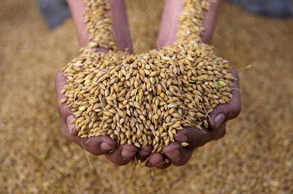 Barley