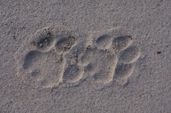 African Lion Lion tracks