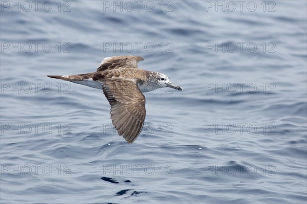White-faced Shearwater