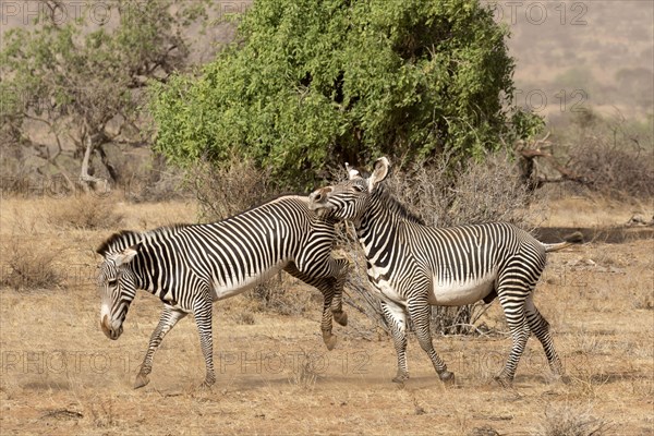Grevy's grevy's zebra