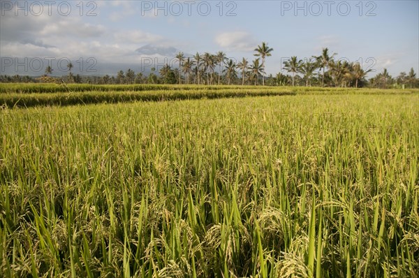 Asian rice