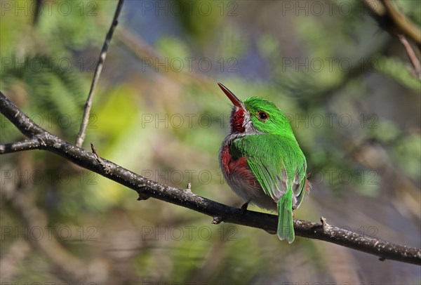 Broad-billed Tody