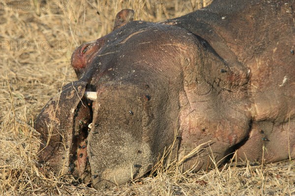 Hippopotamus