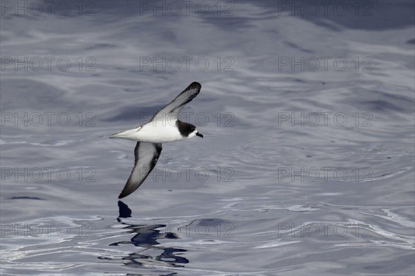 White-winged Petrel