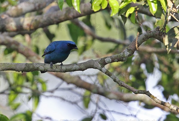 Azure Cuckoo Shrike