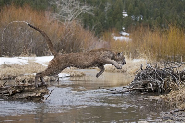 Cougar