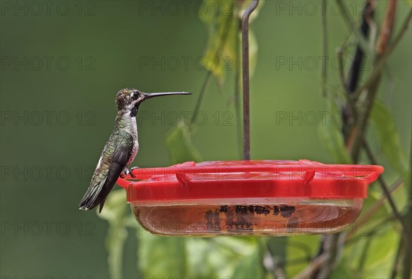 Long-billed Starthroat