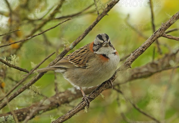 Red-necked sparrow