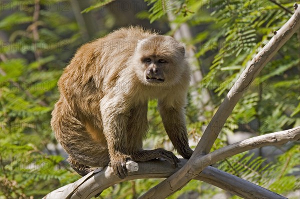 White-fronted capuchin