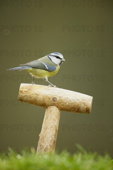 Blue tit