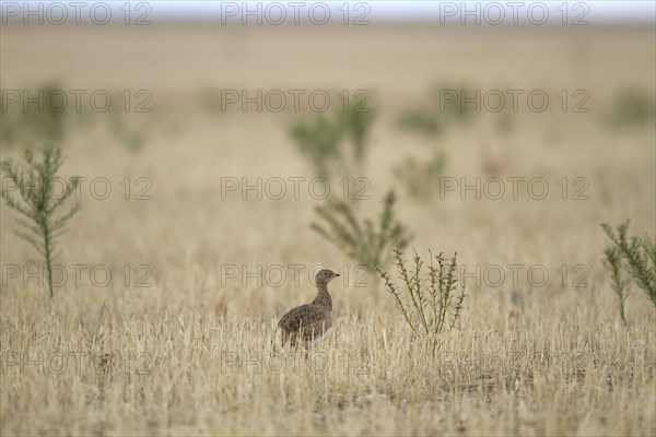 Adult little bustard