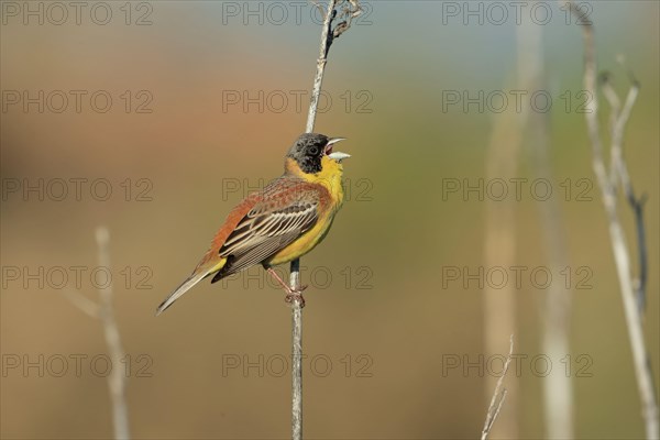 Black-headed bunting