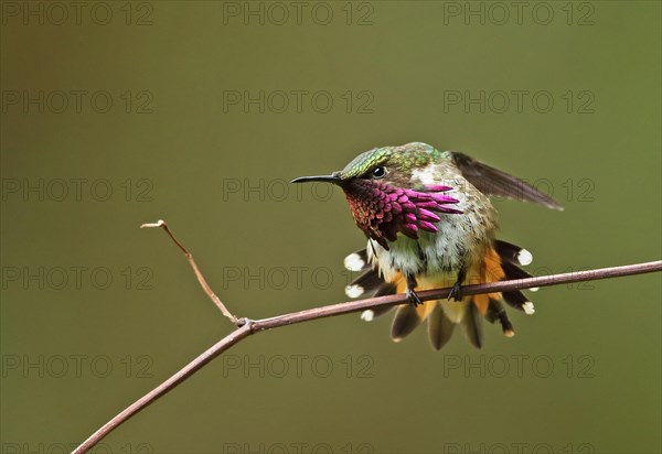 Wine-throated Hummingbird