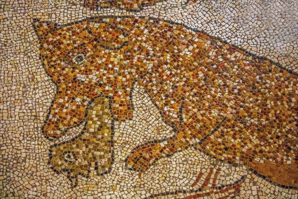 Floor mosaic in the Cathedral dell' Annunziata