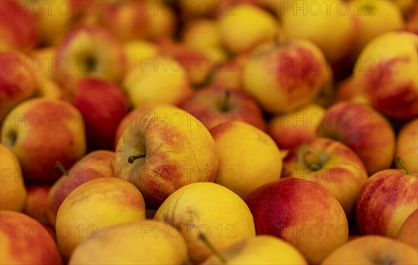 Apples at a market stall on the grounds of the asparagus farm in Klaistow