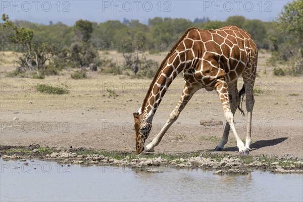 Rothschild's giraffe