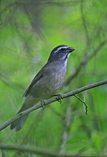 Green-winged Saltator