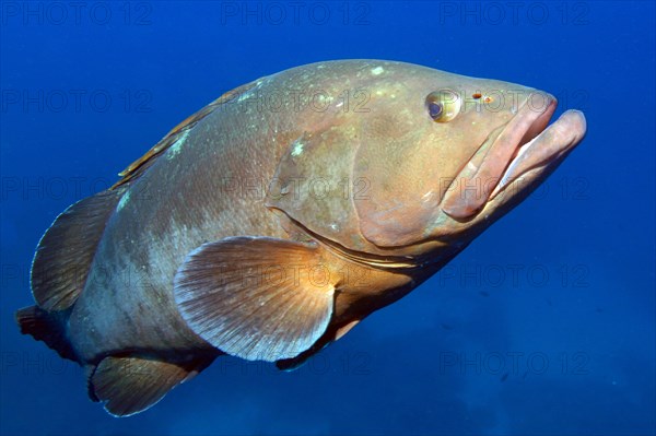 Dusky grouper