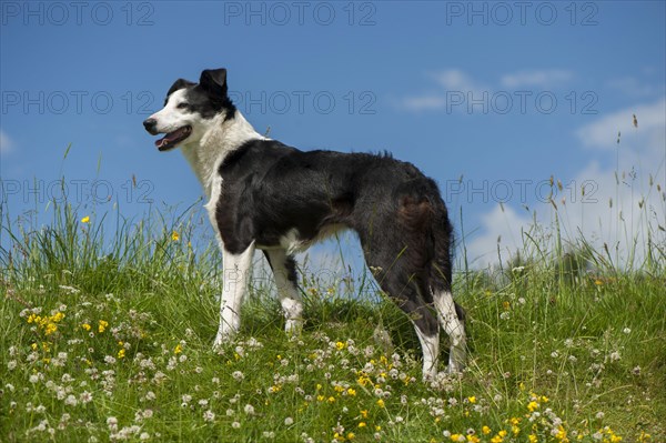 Domestic dog