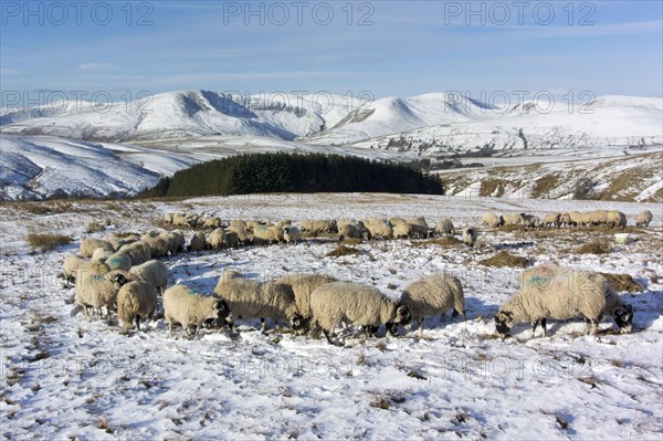 Domestic sheep