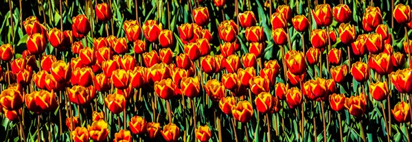 Flowering tulip fields