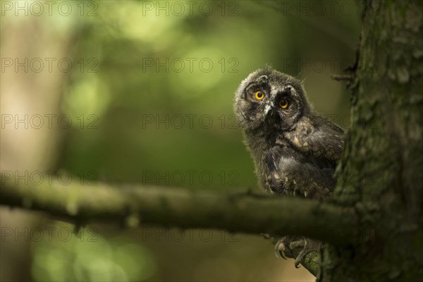 Long-eared owl