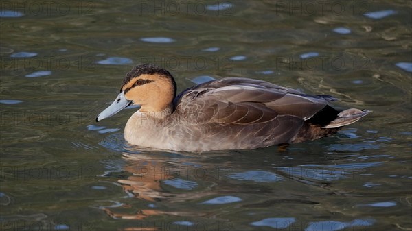Philippine duck