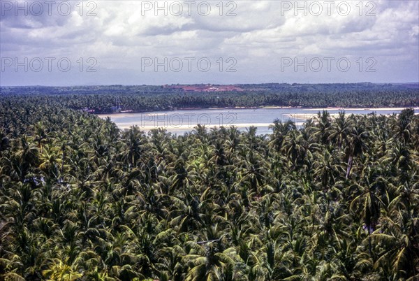 Coconut trees around Mahi in Puducherry or Pondicherry