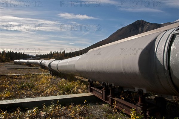 Oil pipeline crossing taiga habitat