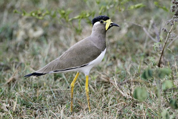 Yellow-wattled Lapwing