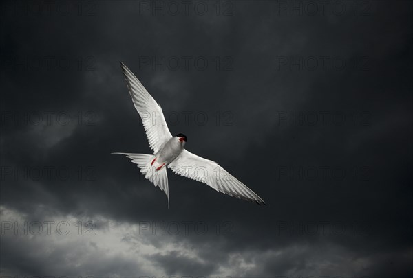 Arctic Tern