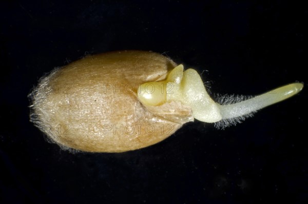 Germinating seed of winter wheat