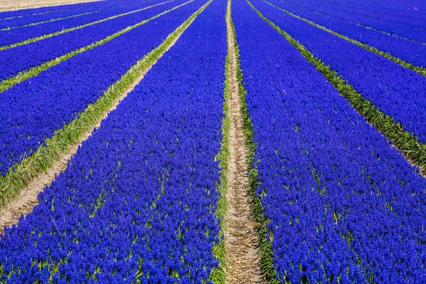 Fields of grape hyacinths in bloom