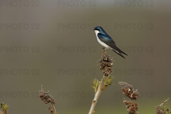Tree Swallow