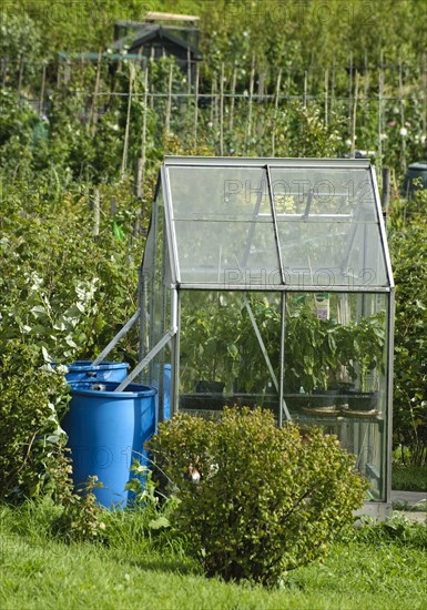 Greenhouse with rainwater butts on allotment