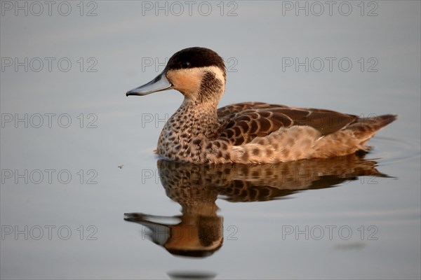 Hottentot teal