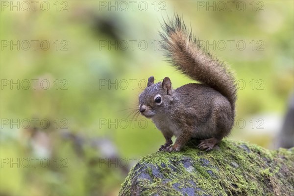 American red squirrel