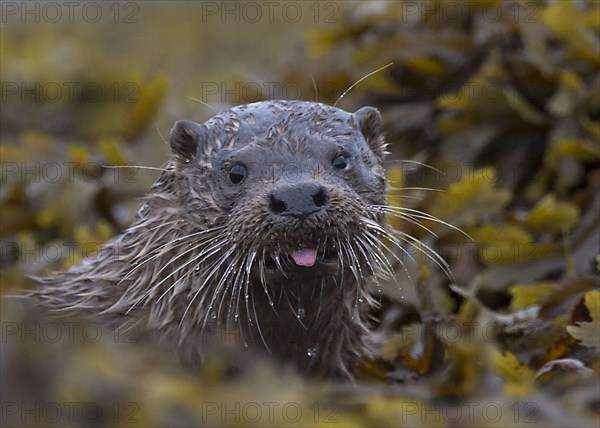 European otter