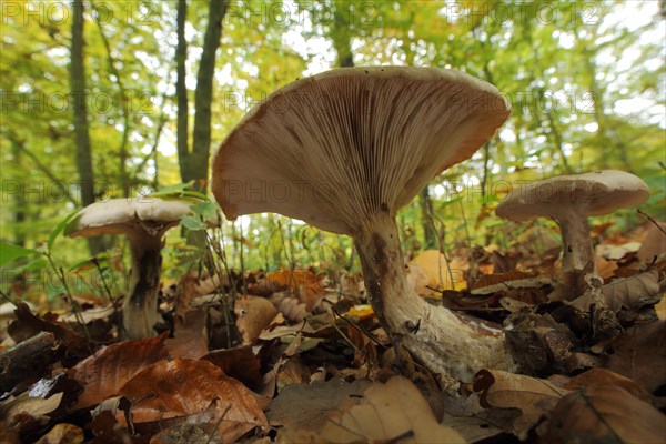 Three fog-grey clouded funnel fungus